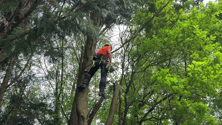 Best Tree Disease Treatment  in Eagle, NE